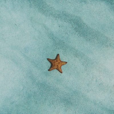 brown starfish on blue sand