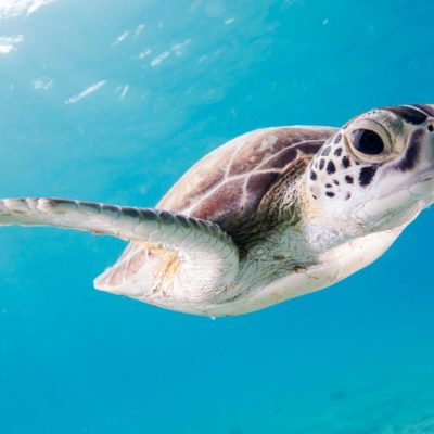 close up photography of brown sea turtle