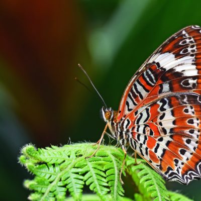 closeup photography of leopard lacewing butterfly perched on fern plant
