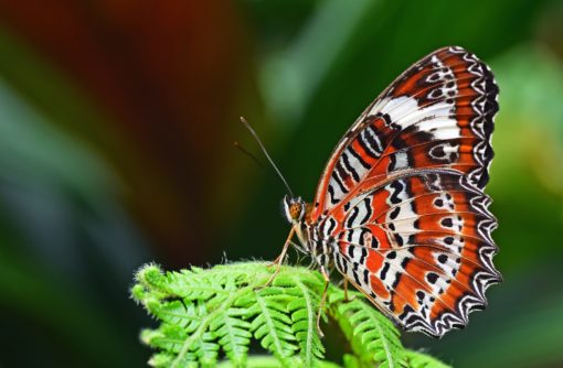 closeup photography of leopard lacewing butterfly perched on fern plant