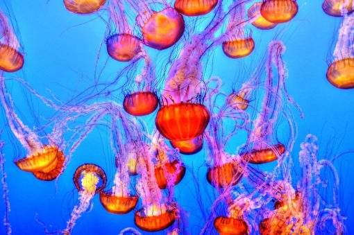 orange jelly fishes