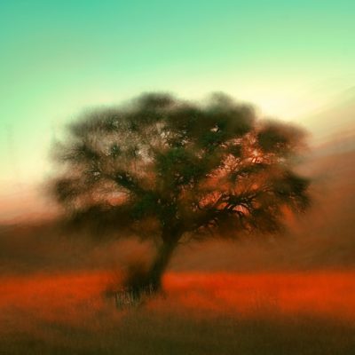 blurry tree