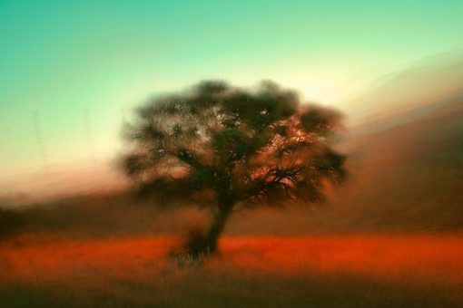 blurry tree