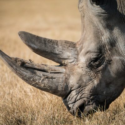 rhinoceros eating grass