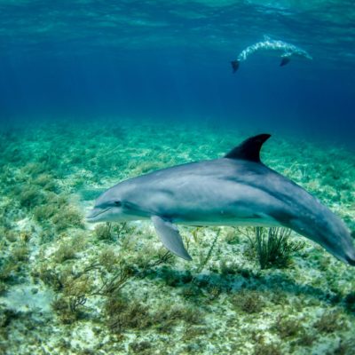 dolphin in body of water