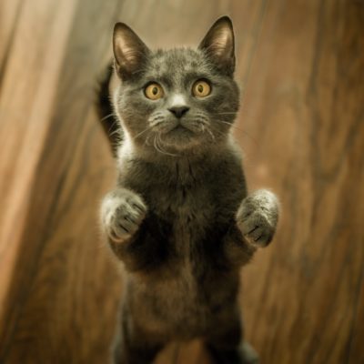 gray cat standing in two feet